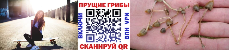 где купить наркоту  ссылка на мегу рабочий сайт  Псилоцибиновые грибы ЛСД  Белинский 